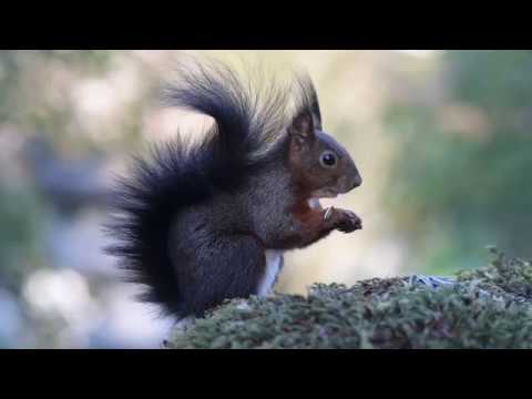 blattform Natur Spot / Eichhörnchen
